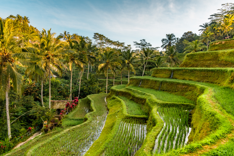 Indonesie,indonesia,rondreis,exotisch,Gili,maatwerk,snorkelen,natuur,cultuur,greenwood,green wood,travel,bouwstenen,laagste prij