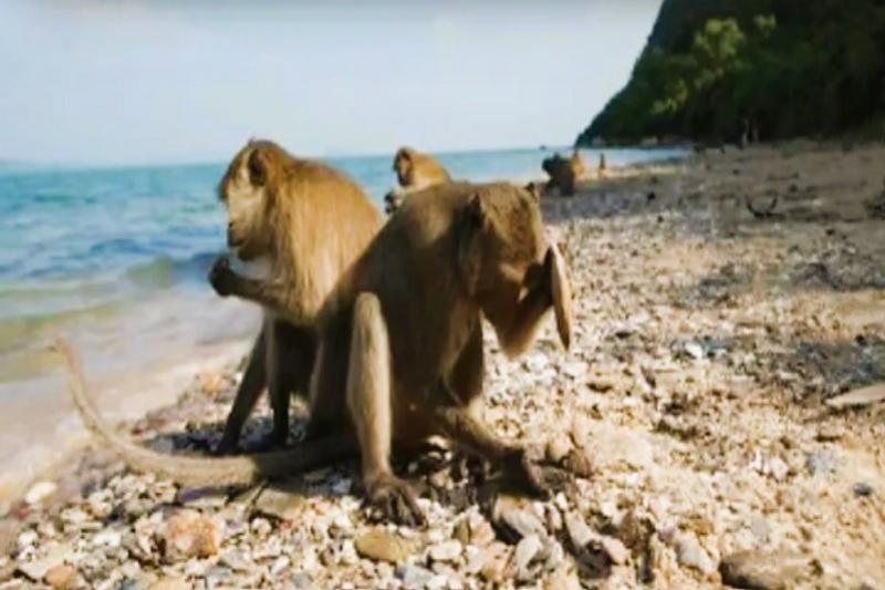 Roze dolfijnen dierenwelzijn Nakhon Si Thammarat