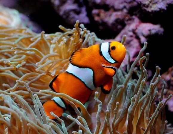 Nemo Fish