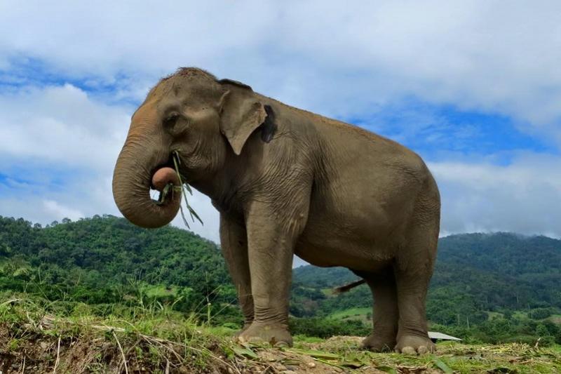 Wandelen met olifanten in ChiangMai