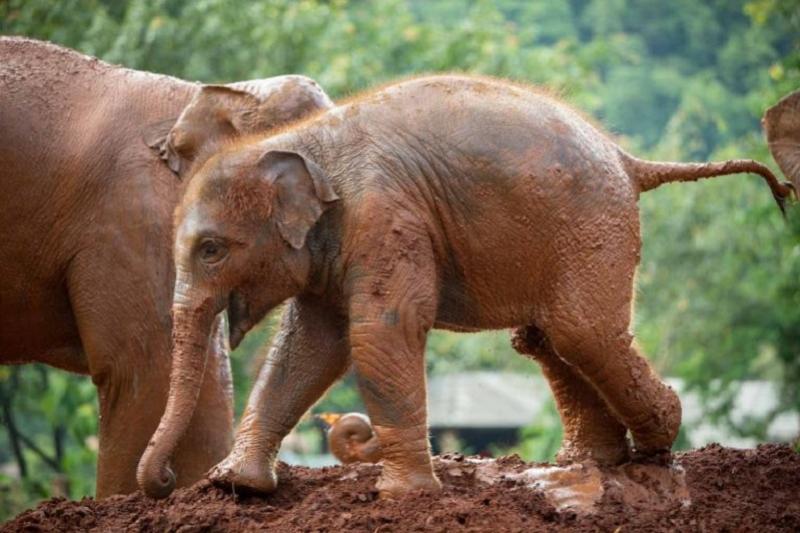 Wandelen met olifanten in ChiangMai