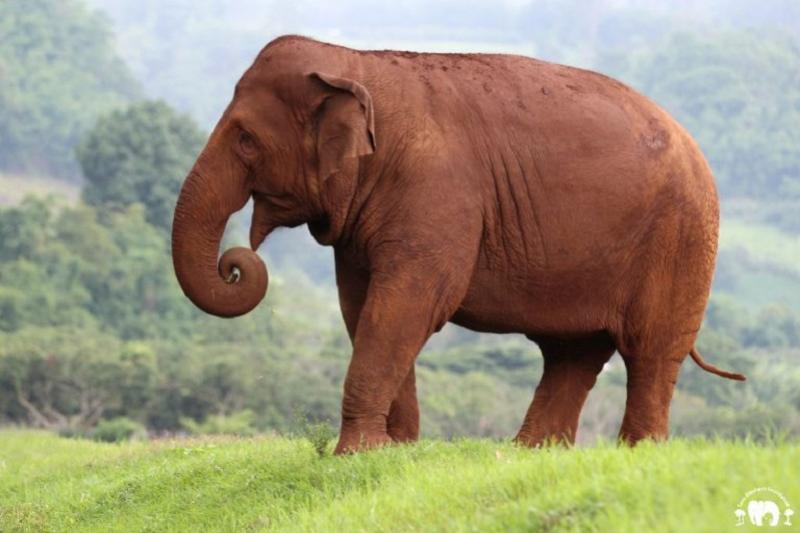 Wandelen met olifanten Greenwood Travel