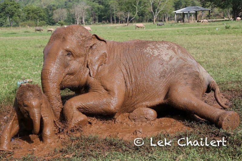 Wandelen met olifanten in ChiangMai