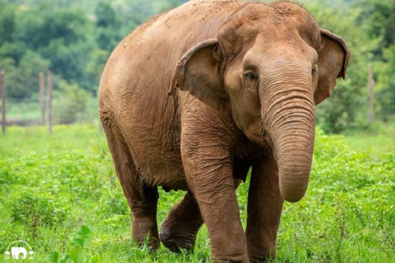 Wandelen met olifanten in ChiangMai