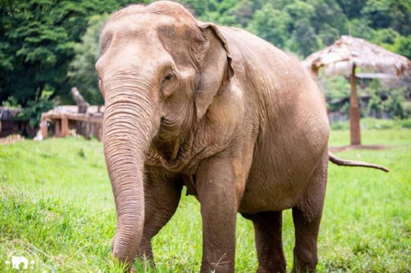 Wandelen met olifanten Green Wood Travel