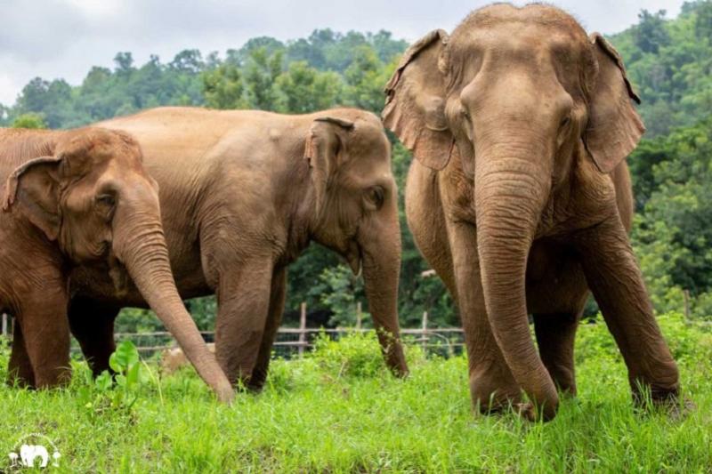 Wandelen met olifanten in ChiangMai