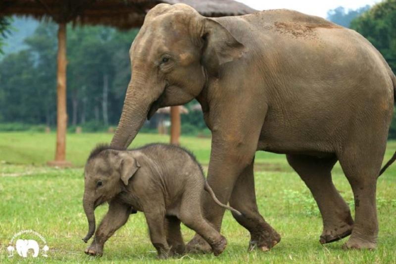 Wandelen met olifanten in ChiangMai