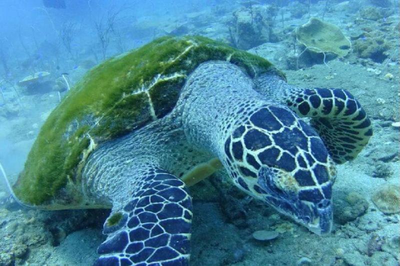 Snorkeltrip met duikboot Koh Chang
