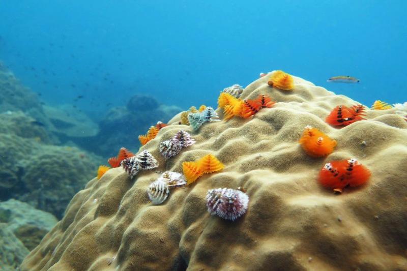 Snorkeltrip met duikboot Koh Chang