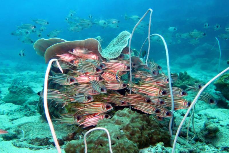 Snorkel tour Koh Chang mooie koralen