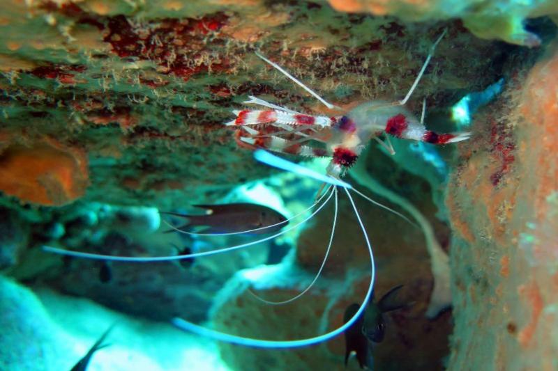 Snorkelen Koh Chang boottrip