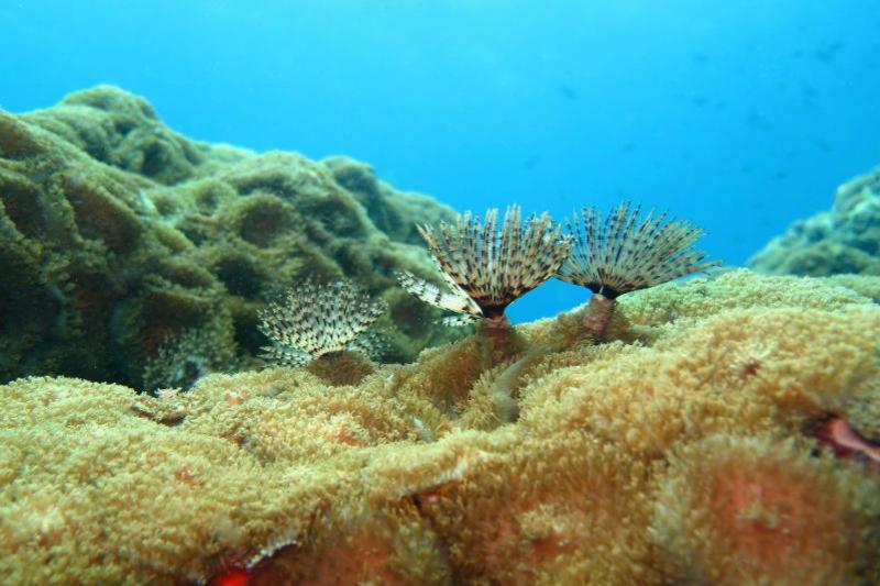 Snorkelen Koh Chang boottrip