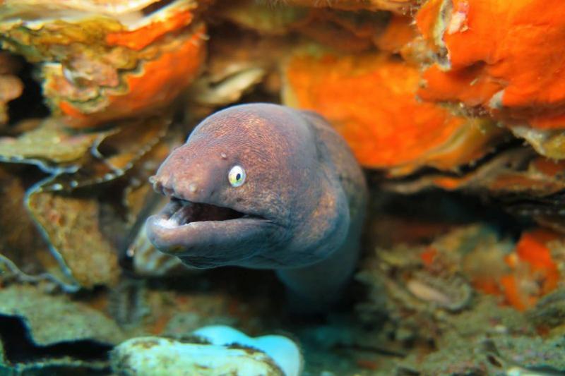 Snorkel toer Koh Chang tropische vissen