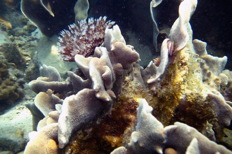 Snorkel tour Koh Chang mooie koralen