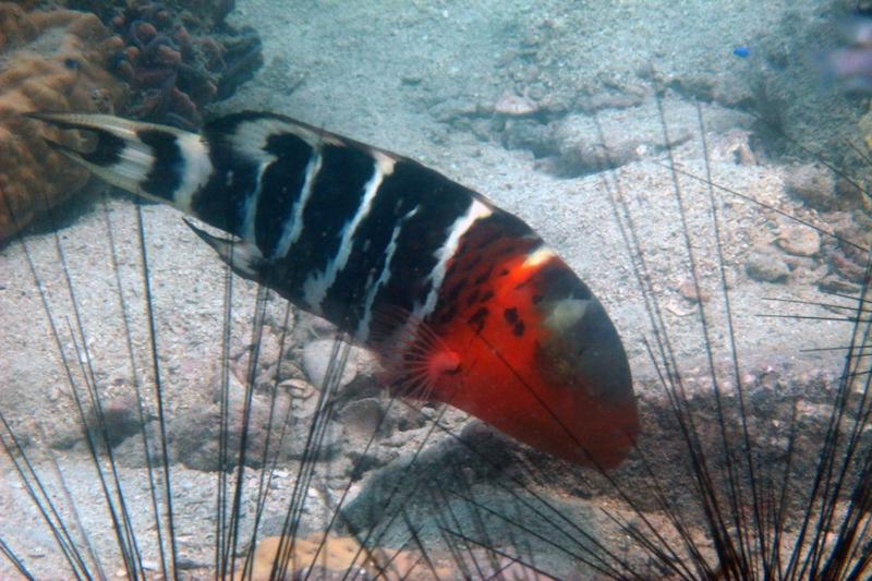 Snorkel toer Koh Chang tropische vissen