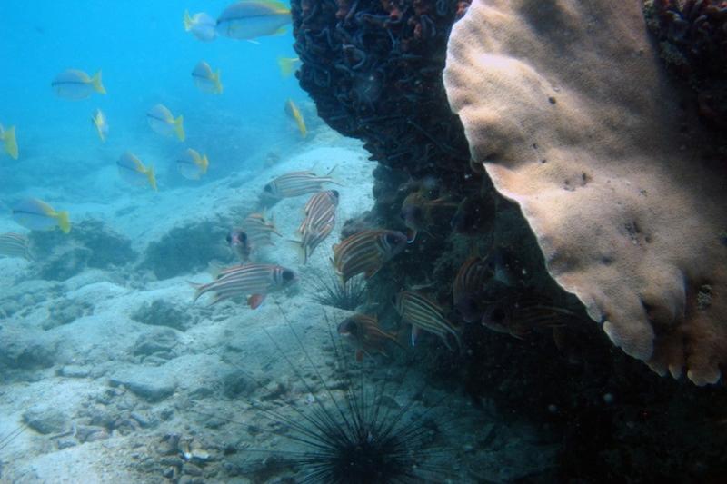 Snorkelen Koh Chang boottrip