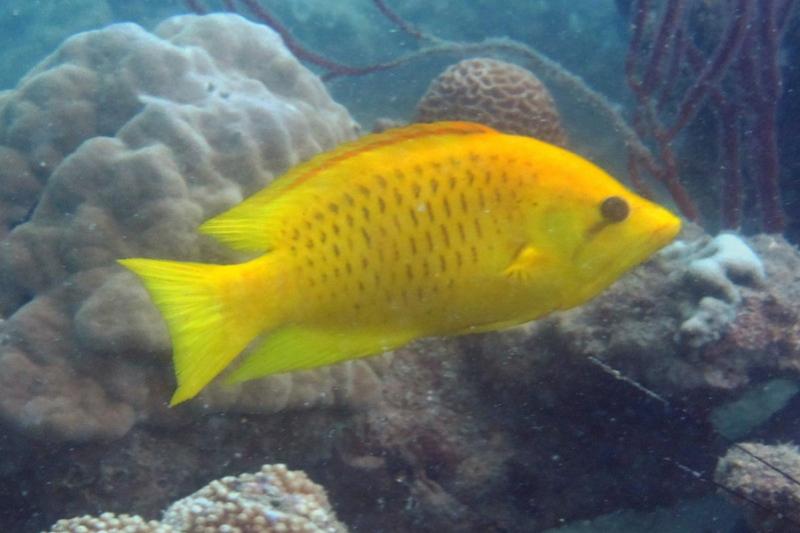 Snorkel tour Koh Chang mooie koralen