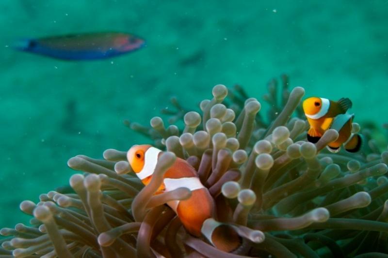 Snorkel tour Koh Chang mooie koralen