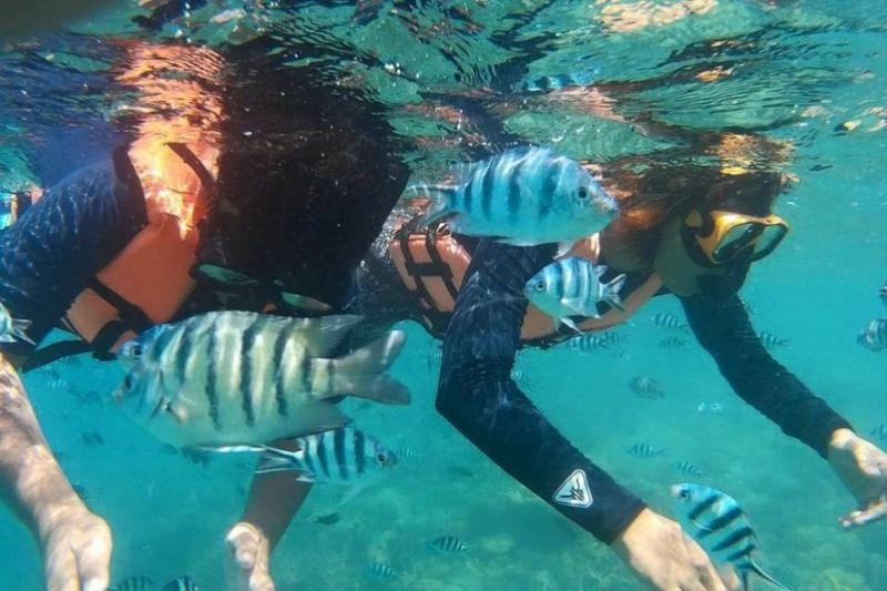 Snorkelen Koh Chang koraal Greenwood