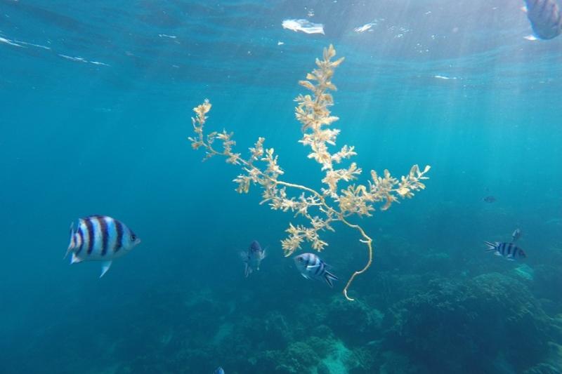 snorkelen bij Koh Thonglang Koh Wai en Koh Mak