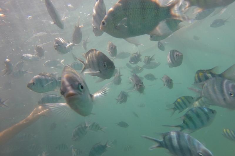 Beste snorkeltrip van Koh Chang