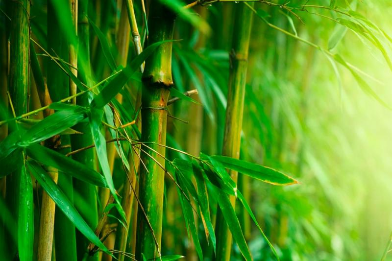 Klassieke motorreis KhaoSok Thailand