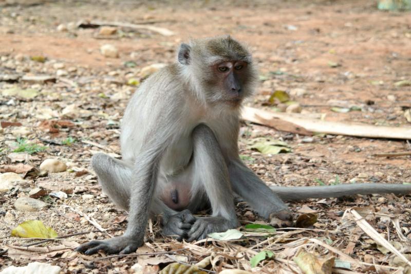Klassieke motor rondreis Khao Sok Thailand