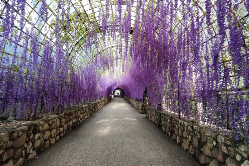 Fietstocht langs Lanna land buffel paden