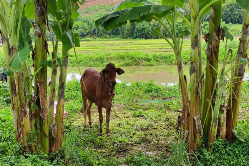 Fietstocht door de natuur thailand
