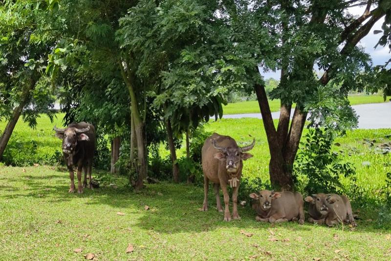 Fietstocht langs Lanna land buffel paden