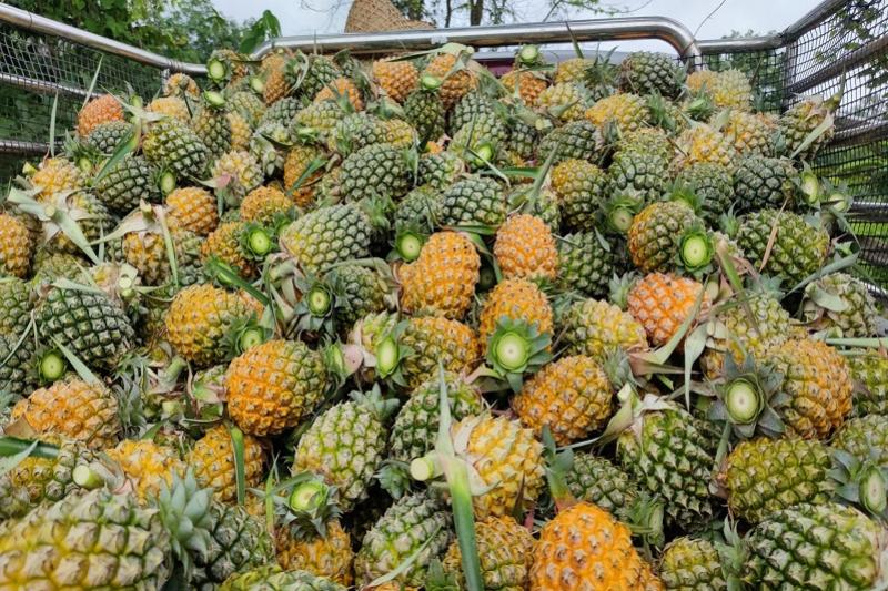 Fietstocht langs Lanna land buffel paden