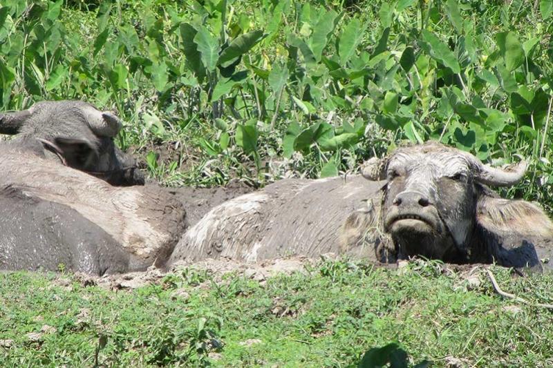 Ongezien Chiang Rai en de Witte Tempel