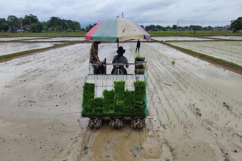 Rijst plantages bezoeken chiang rai