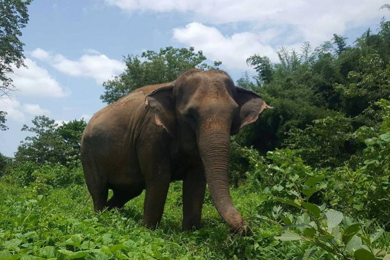 Elephant Haven 2 daagse trip