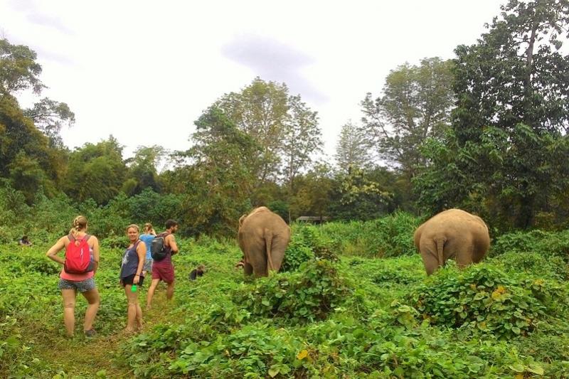 Elephant Haven 2 daagse trip familiereis