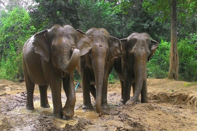 Elephant Haven 2 daagse trip Death railway