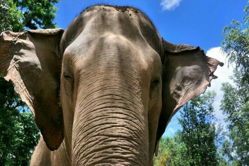 Elephant Haven 2 daagse trip greenwood