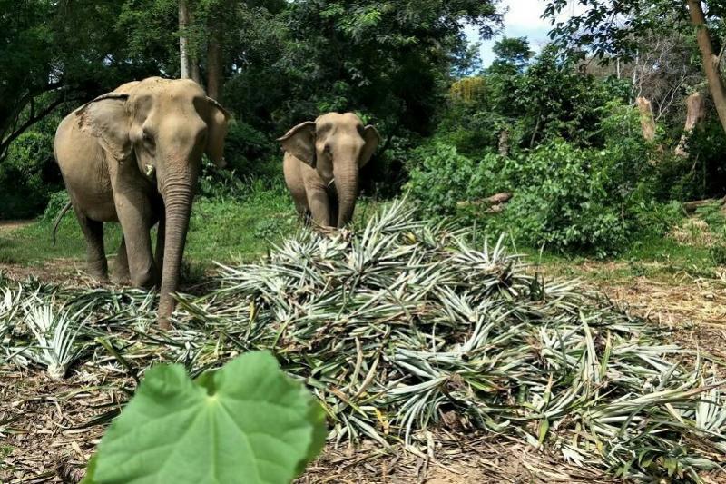 Elephant Haven 2 daagse trip greenwood