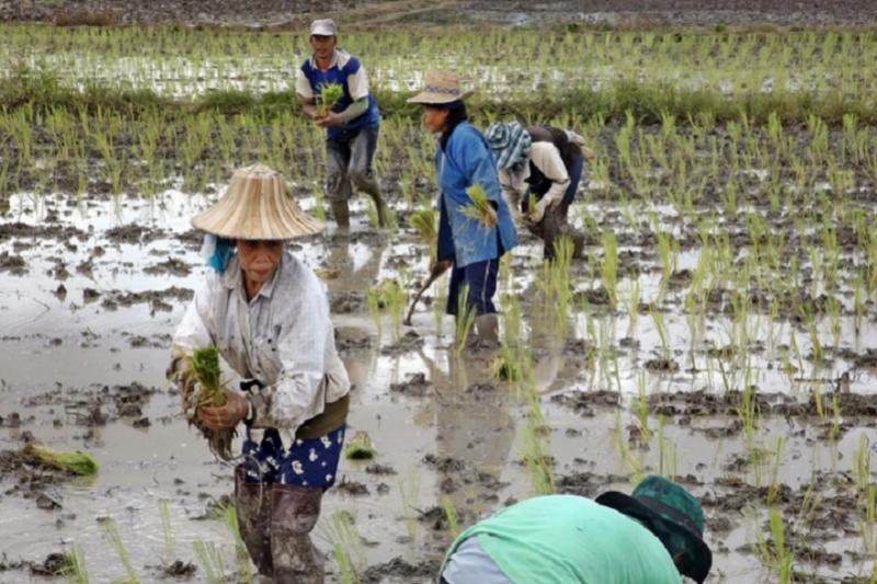 Halve dag fietstrip door het Lanna landschap