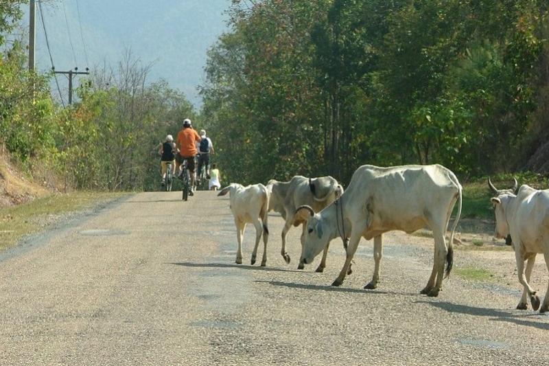 Halve dag fietstrip door het Lanna landschap