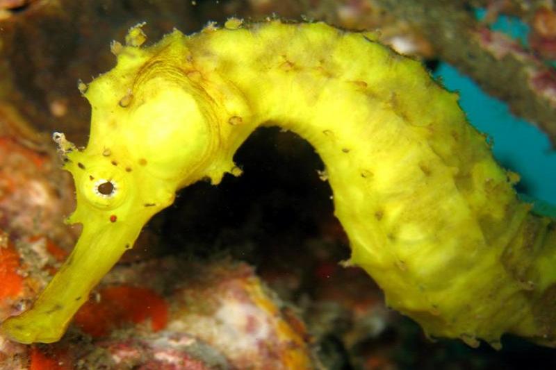 PADI Green Wood Travel