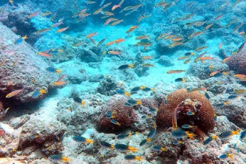 PADI - Open water Greenwood