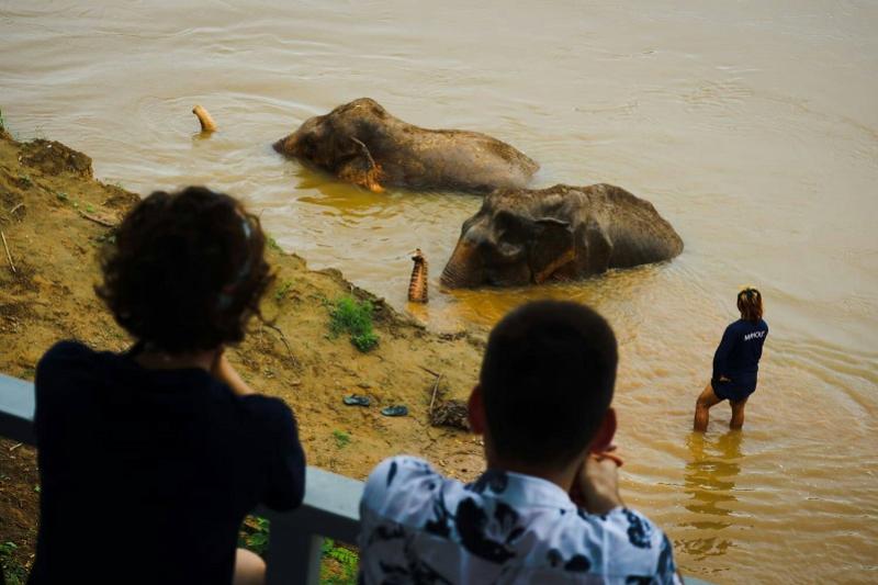 Somboon Legacy werken Thailand olifanten