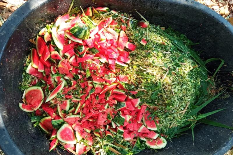 Somboon-olifant-Foundation-kanchanaburi