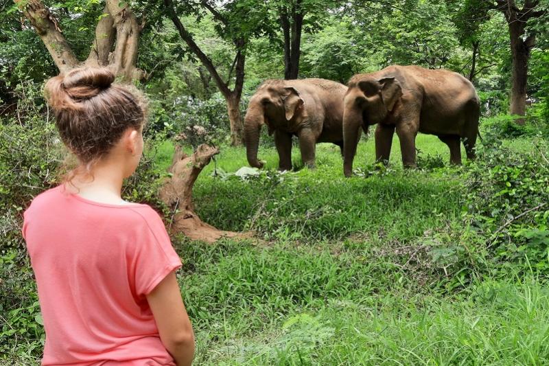 Somboon Legacy werken Thailand olifanten