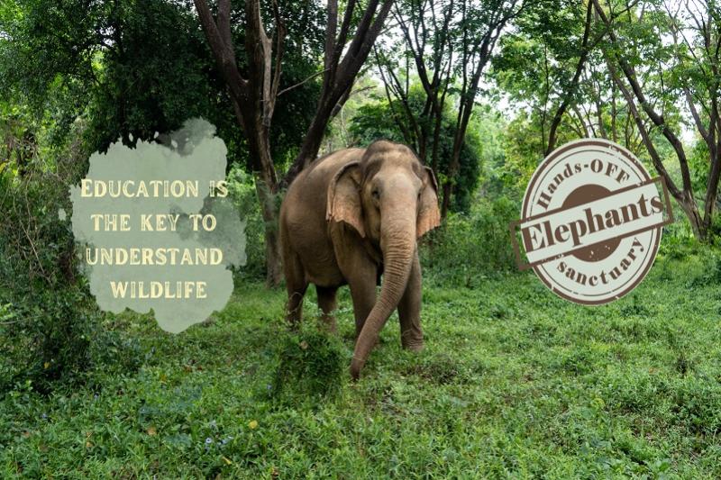 Somboon Legacy werken Thailand olifanten