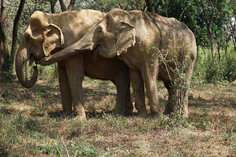 Somboon Legacy Kanchanaburi Greenwood Travel