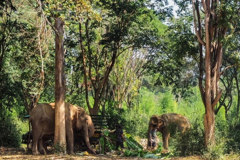 Somboon Legacy werken Thailand olifanten