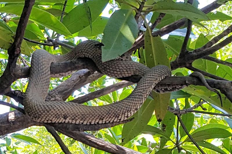 Khao Lak safari Bamboo Rafting wilde slang Green Wood Travel