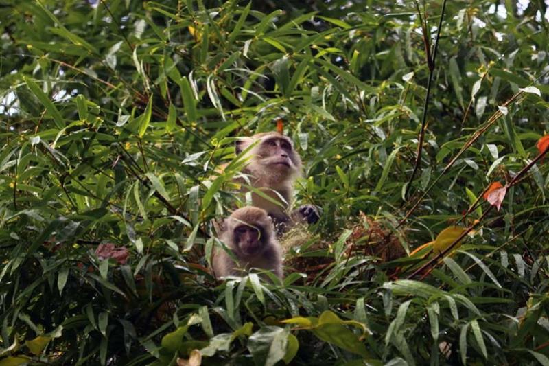 Khao Lak safari Bamboo Rafting wilde apen